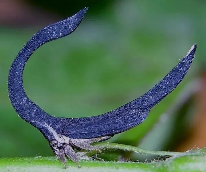 还有假装自己是植物幼芽的野牛角蝉stictocephala bi