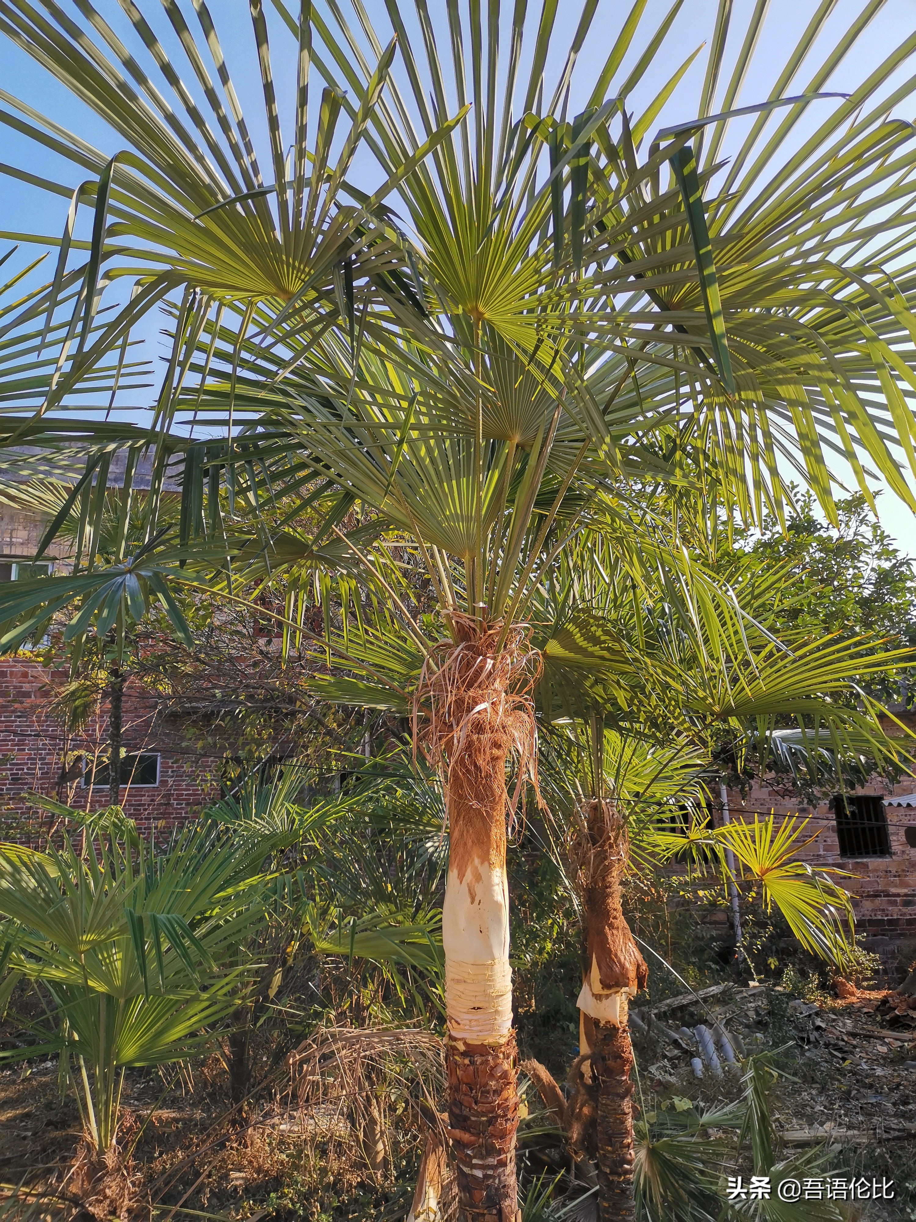 印度棕榈树心图片