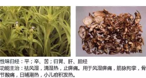 300个中草药图谱（附主治功效），知道一半就太牛了（上）