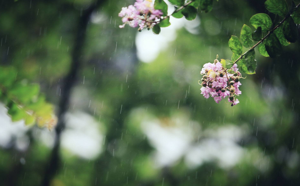 「诗词鉴赏」​大暑将至 大雨时行 一场山雨 一份诗意 一路前行