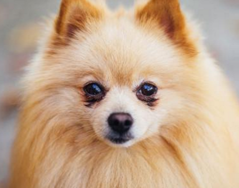 “俊介”博美犬怎么样?
