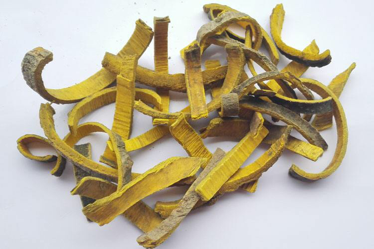 黄柏的功效与作用及食用方法中药材黄柏清热燥湿泻火解毒清虚热