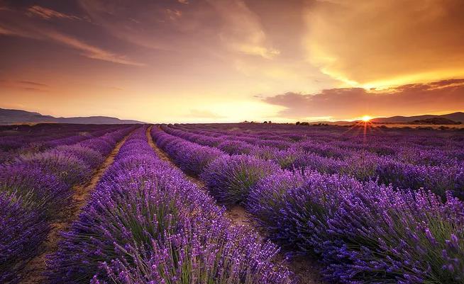 薰衣草中遇浪漫，馥郁香气等爱情