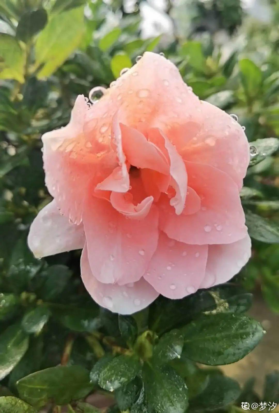 6种花特耐阴,光照不好也能养好,适合北阳台