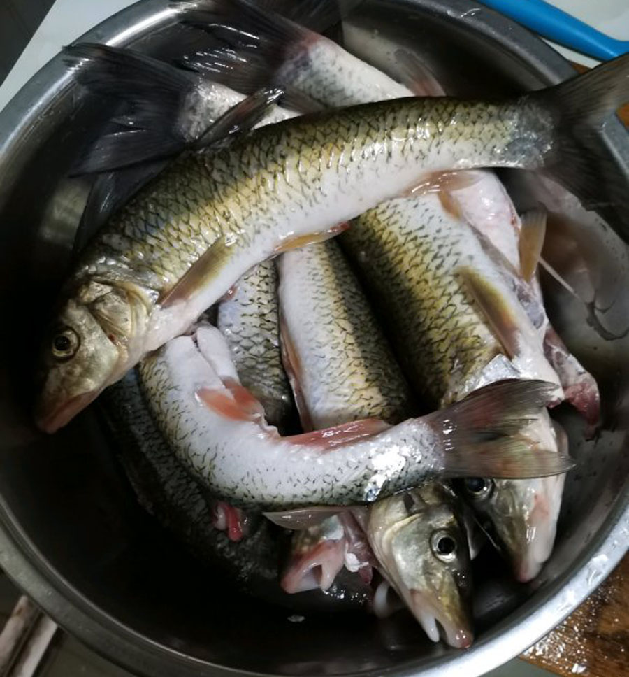 重唇魚圖片(它生活在山區激流中) - 赤虎壹號