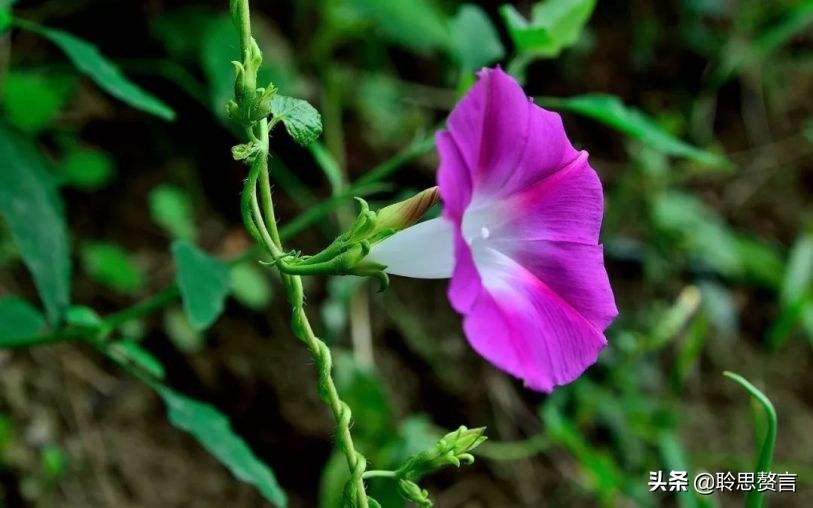 咏喇叭花的古诗词名句(精选21首牵牛花诗词大全)