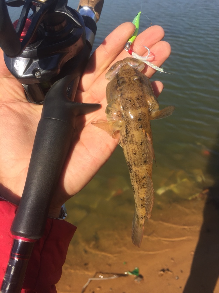 今日虾虎鱼和趴地虎区别「虾虎的做法」_云百科