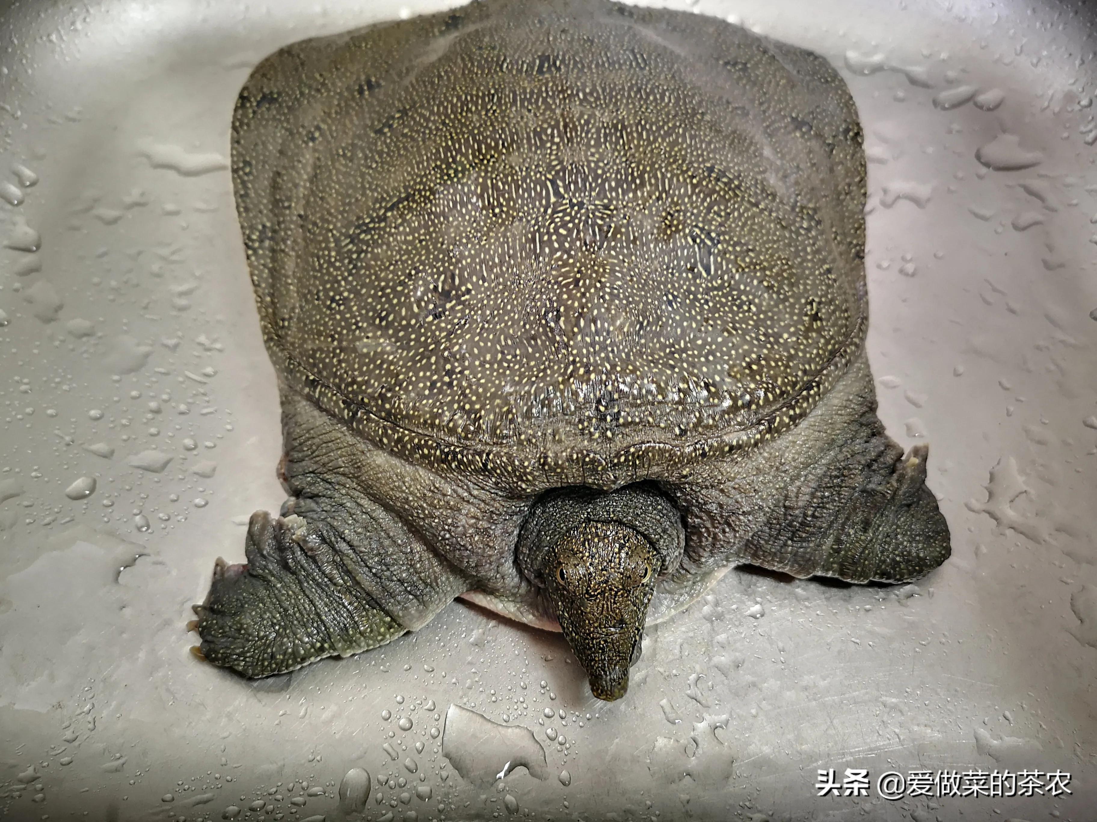 甲鱼身上哪里最好吃？甲鱼应该怎样处理？怎样去除甲鱼的腥味？