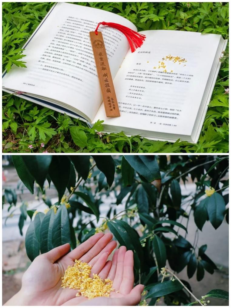 满园绝色关不住！全国景色“最美”大学之一，深藏湖北