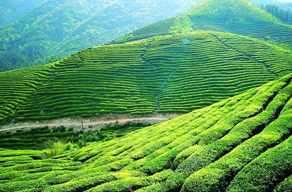 「茶叶百科」中国四大茶叶产区，快来看看你的家乡在哪一个