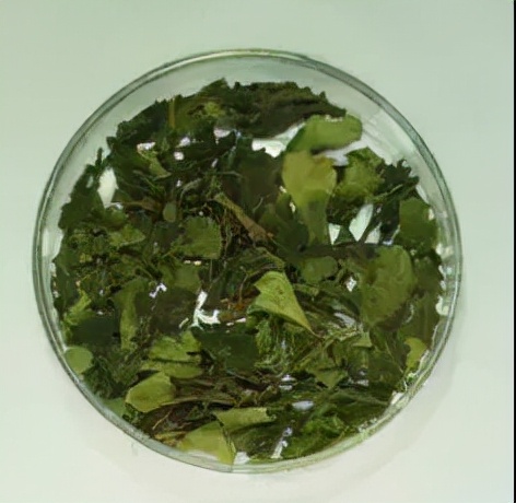植物类新精神活性物质主要包括恰特草(khat),卡痛叶(kratom),鼠尾草