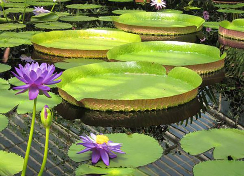庭院设计师精心总结的15种适合庭院水池栽种的水生植物,建议收藏
