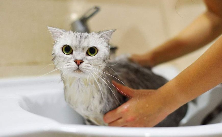 猫咪掉毛怎么办（撸猫一时爽，掉毛“火葬场”，猫咪掉毛严重怎么办？）