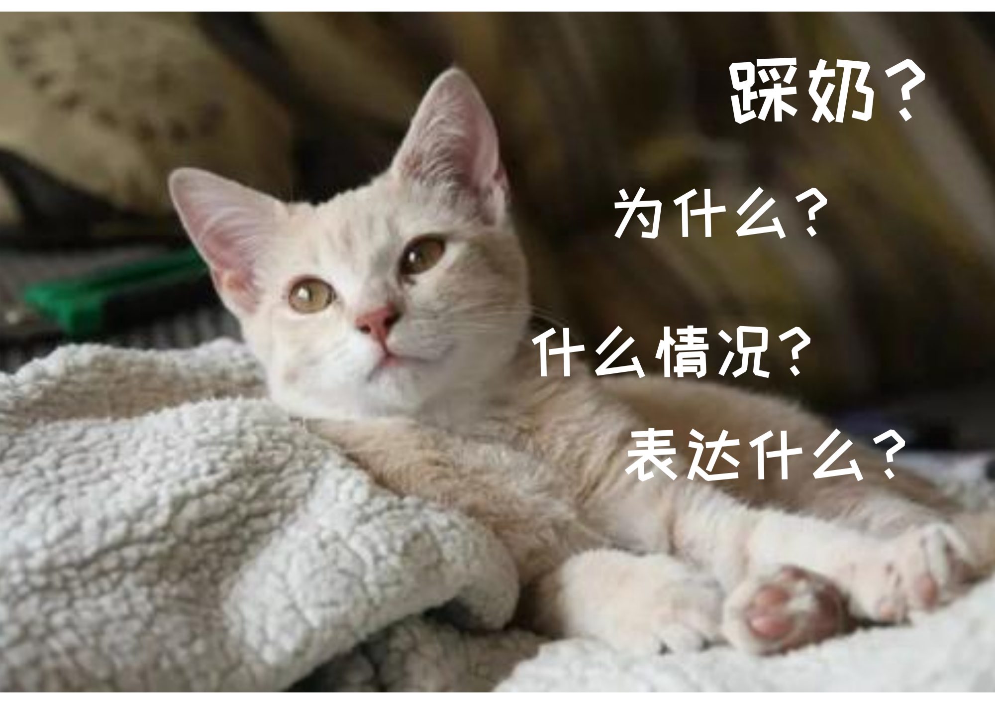 真的会有不会踩奶的猫吗？小猫咪踩奶的7种情况，主人快来了解