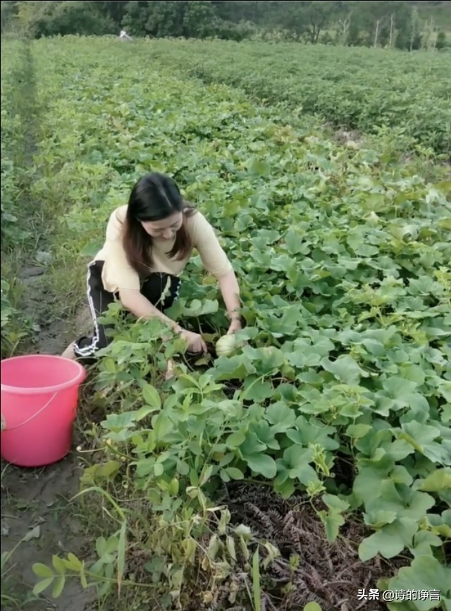 夏日水清凉，新鲜蔬菜嫩而香