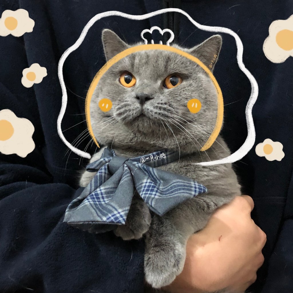 【可爱猫咪情头】冬日的期待是温柔和你