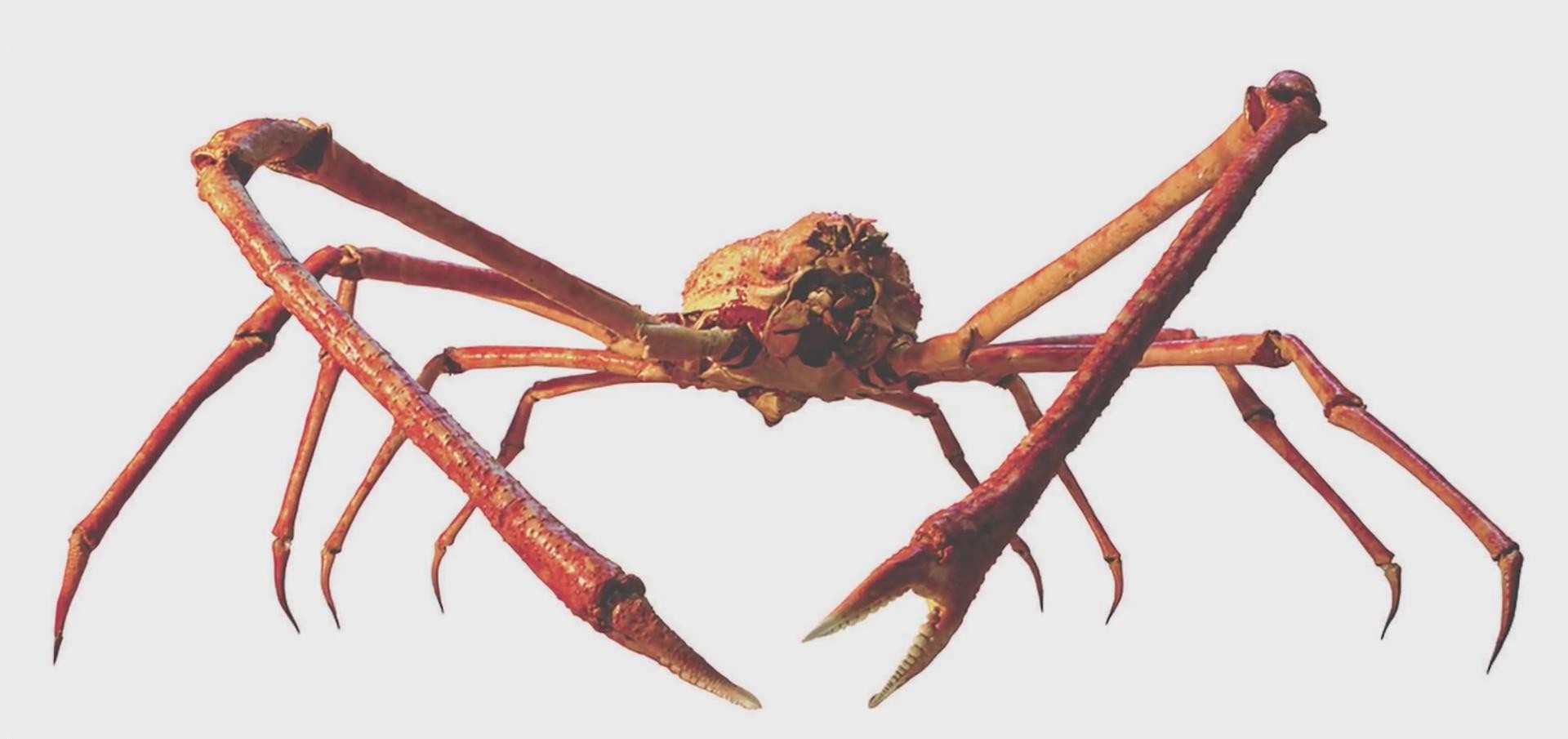 随后这只蜘蛛蟹被出口到了欧洲进行展览, 欧洲人给