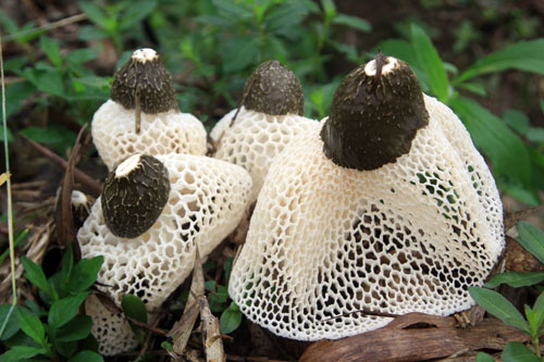 1,补气养阴,润肺止咳,清热利湿,主治肺虚热咳,喉炎,痢疾,状炔