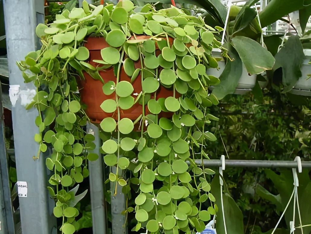 串钱藤的正确家庭养护方式及用途