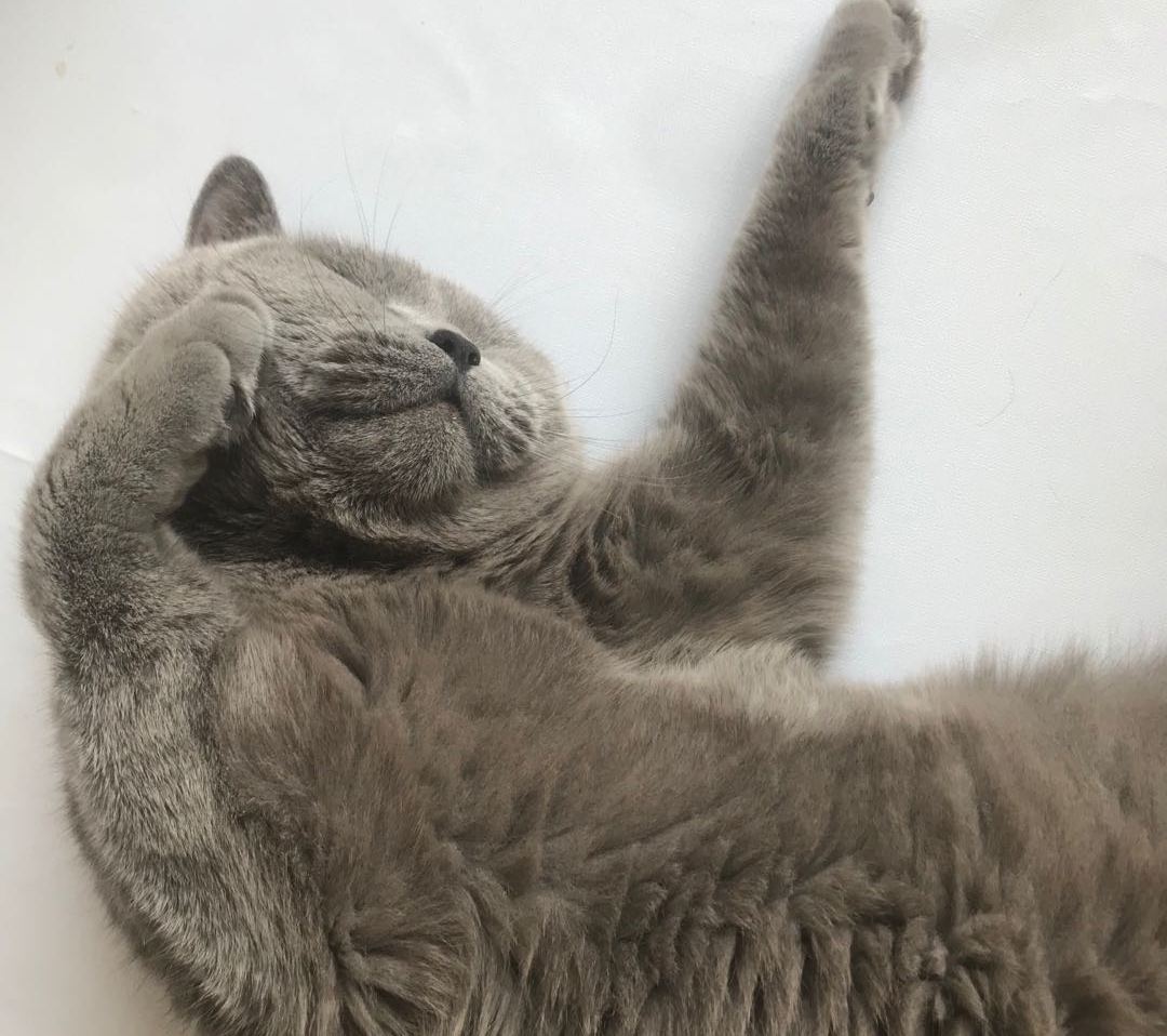 真的会有不会踩奶的猫吗？小猫咪踩奶的7种情况，主人快来了解