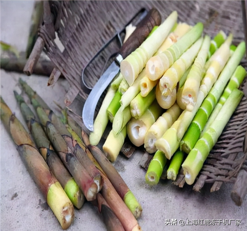竹笋冻干机技术优势，竹笋冻干机生产工艺流程