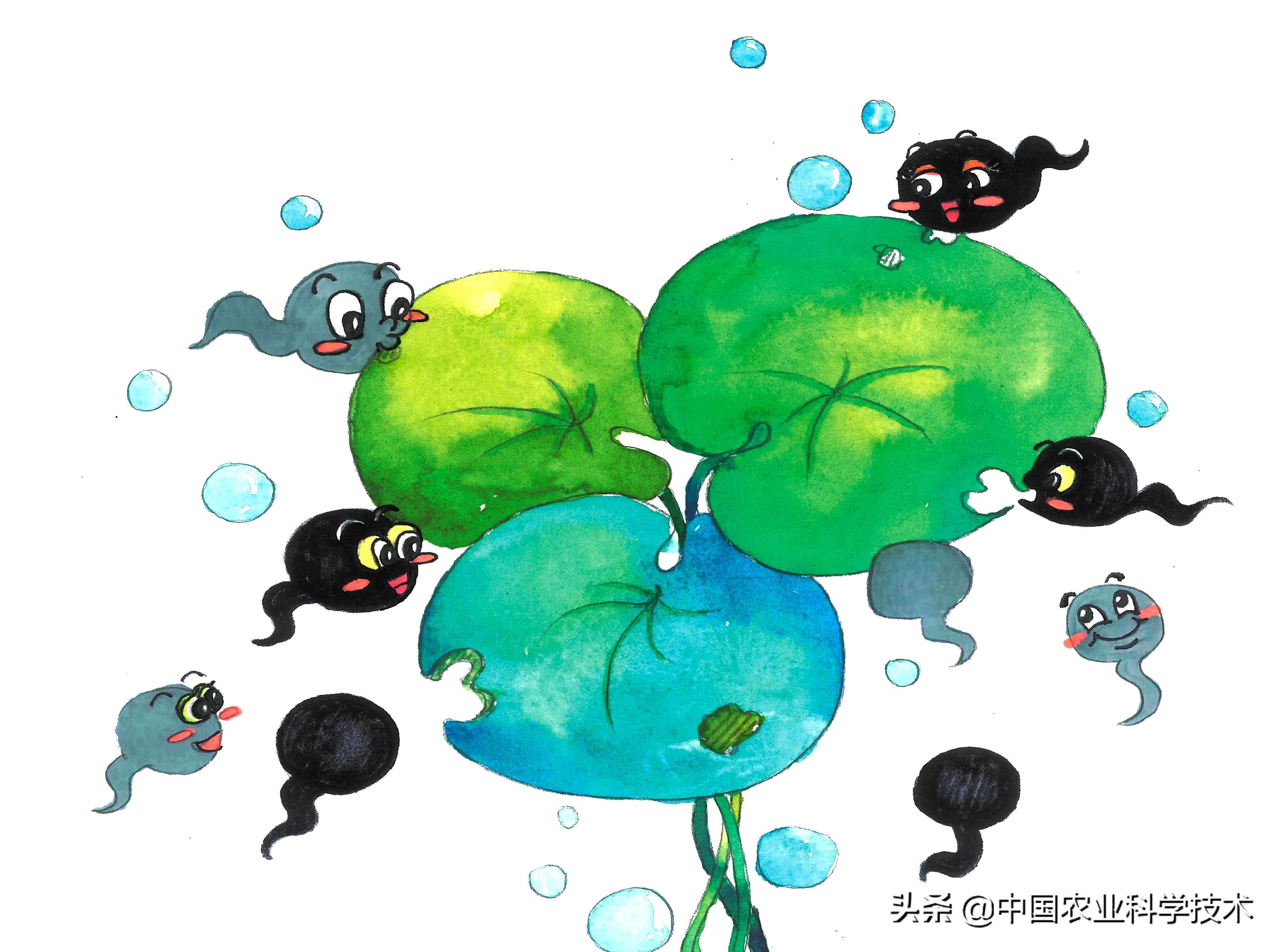 蝌蚪吃什么食物? 小青蛙吃什么东西 人工喂养-世界十大之最