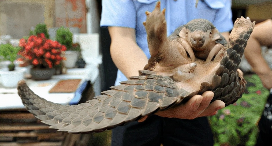 男子收购穿山甲鳞片治病，获刑3年6个月，为什么有人吃“指甲”？