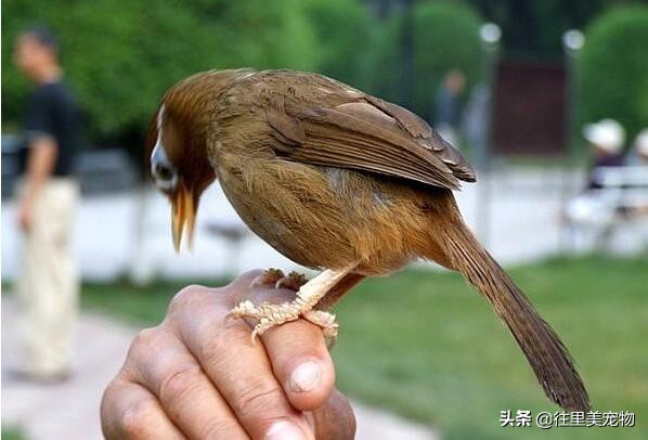 野生画眉鸟膛音洪亮,打斗凶狠,但对其驯养也如想的那么简单吗?