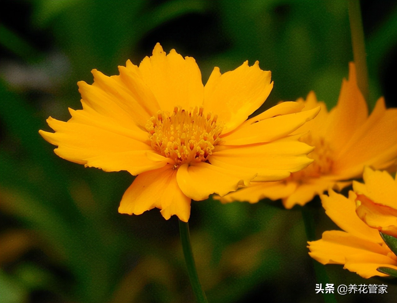 菊花什么时候开花（菊花四大品种的开花时间）