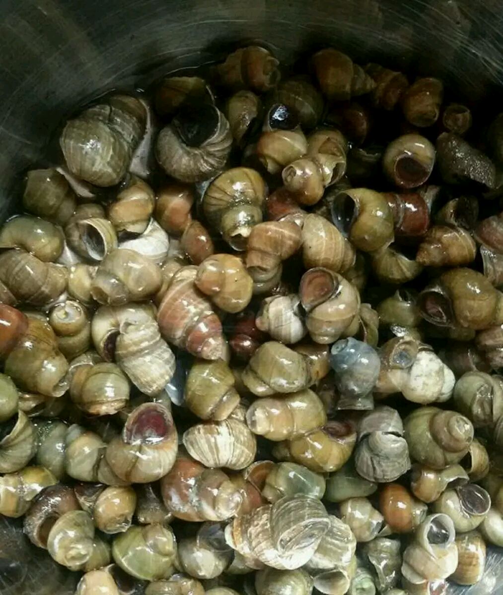 在池塘抓的螺丝怎么养不容易死专业回答