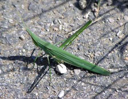 扁担虫中华剑角蝗怎么养不容易死「科普」 -骁龙网