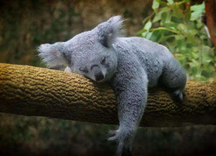 懒到极点的树懒(懒惰的树懒) - 趣味头条