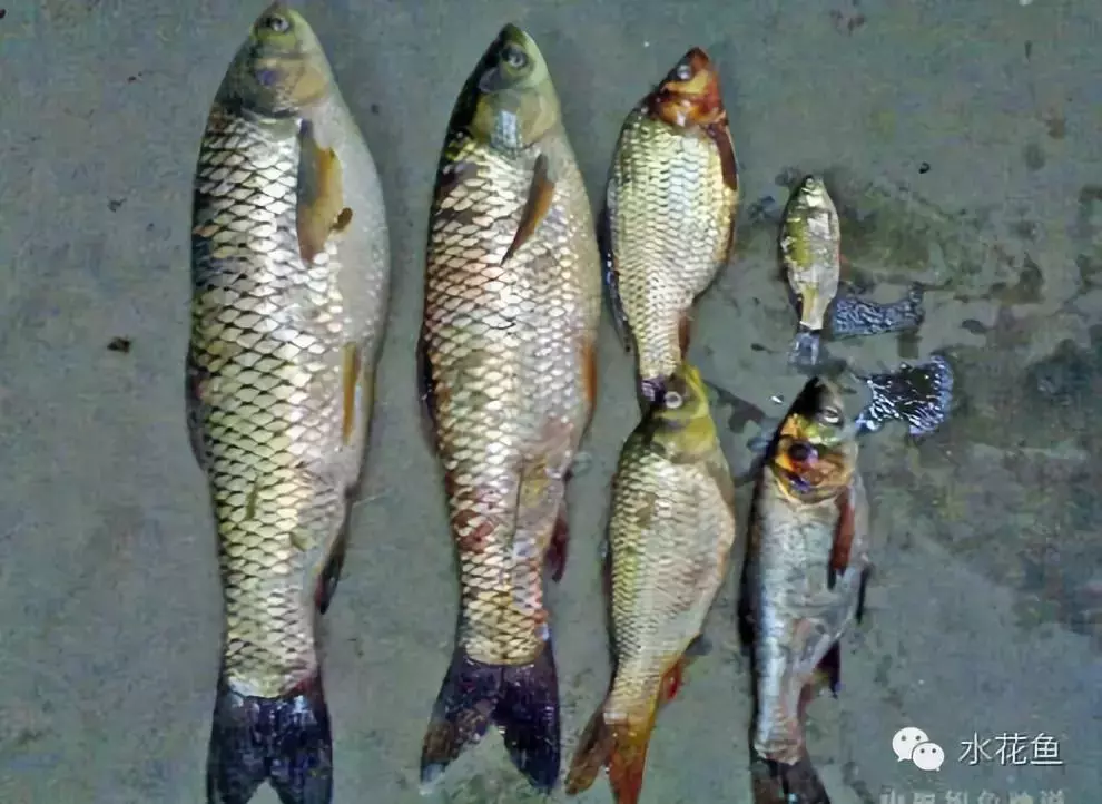 魚(yú)類受傷后發(fā)生赤皮病和水霉病及其并發(fā)癥的防控措施