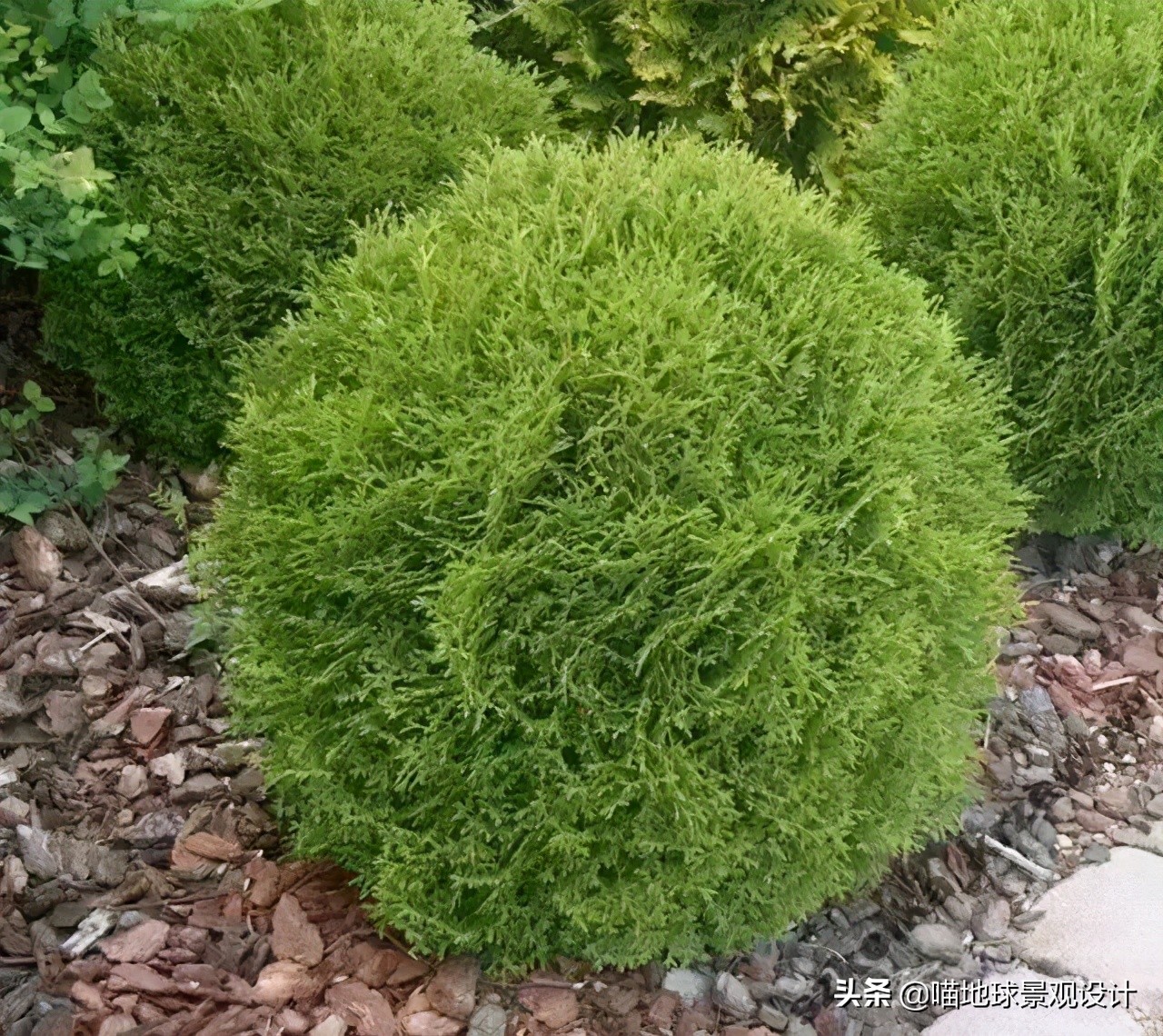 红花玉芙蓉（35种常见的球类灌木植物介绍）