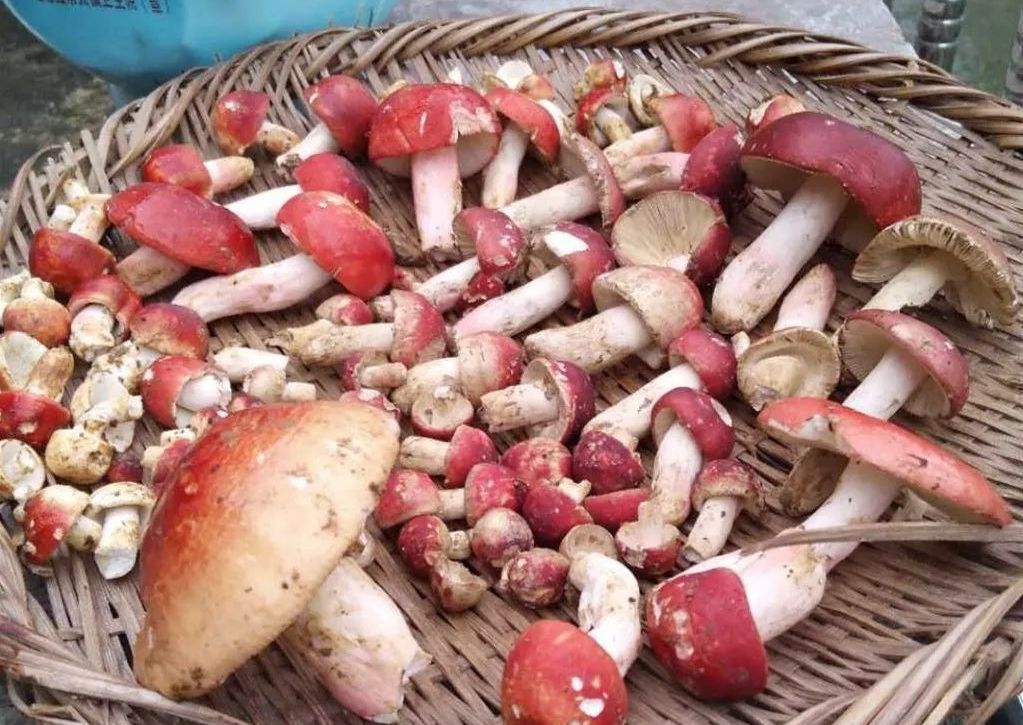 被莆田人吃到天价的红菇，2000元一斤还买不到？