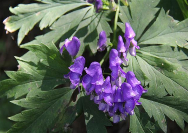 乡间一种"五毒草",用法需慎之又慎,是名贵草药川乌,别小瞧了