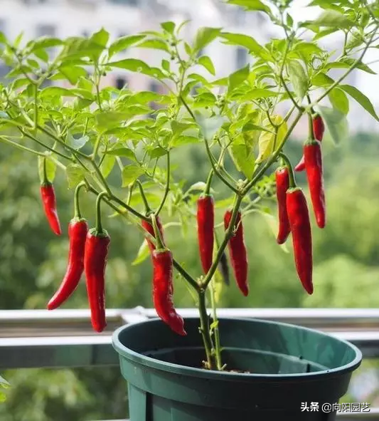 阳台别空着,栽盆朝天椒,4步养护步骤,一年到头吃不完