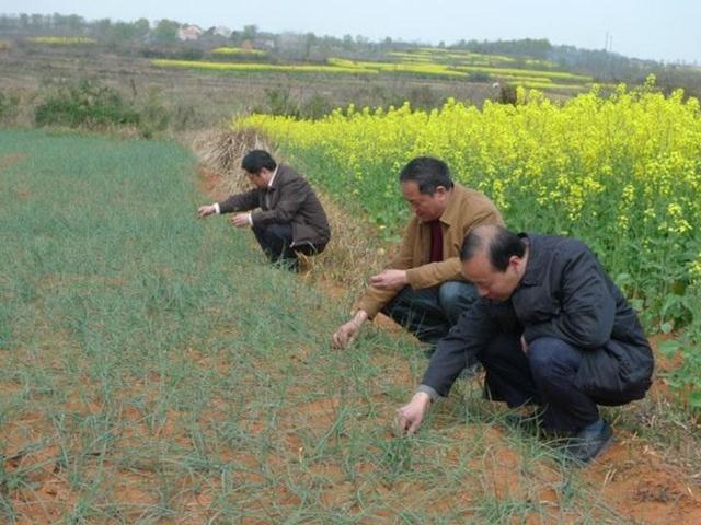 吃荞头有什么好处和坏处（揭秘荞头的营养价值）