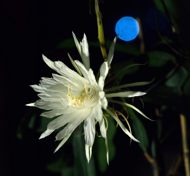 「诗词鉴赏」昙花一现为韦陀，古诗词里的昙花，一现刹那芳华