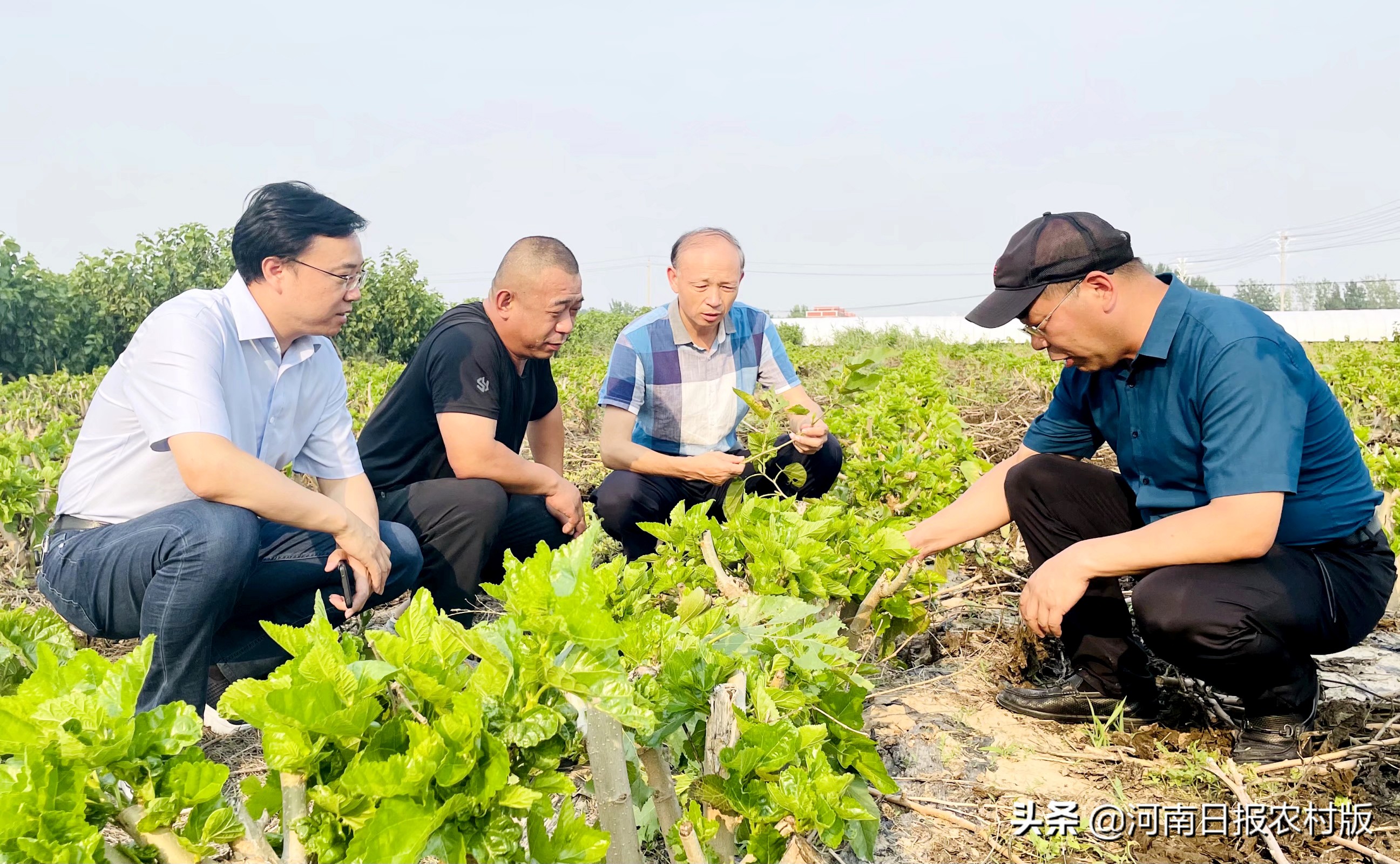 河南农业大学入选教育部第四届省属高校精准帮扶典型项目