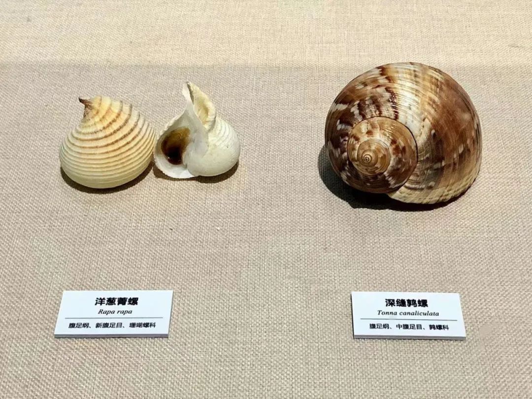 贝壳和贝壳的制造者（一）：它们的名字