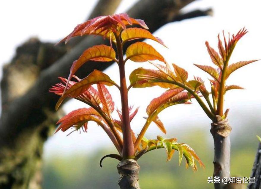 现在种什么果树最赚钱(关于现在种什么果树最赚钱相关内容)