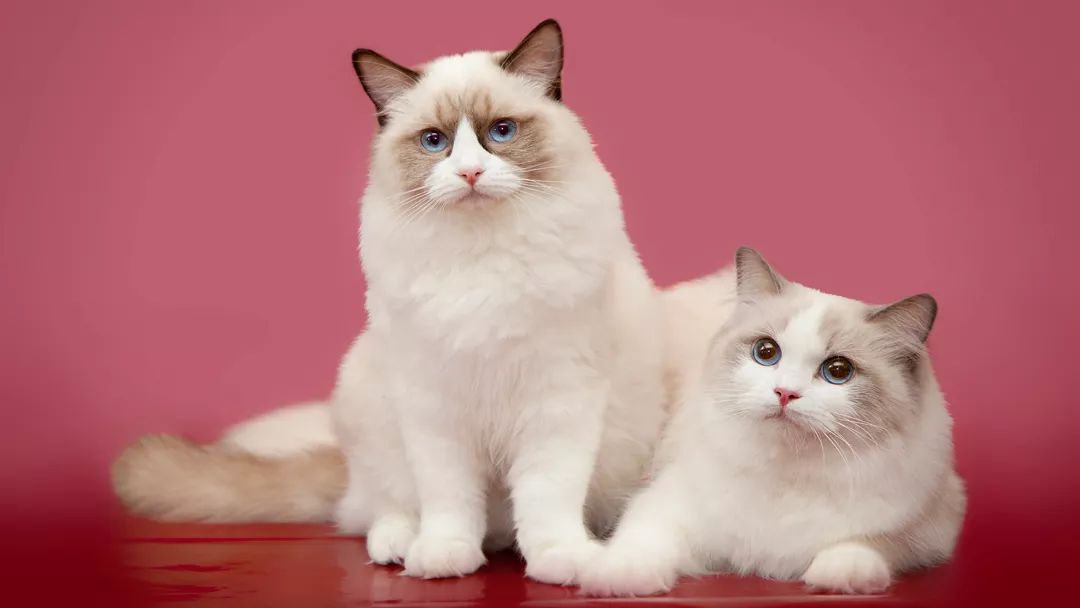 十大名猫闪亮登场，看看你最喜欢哪种