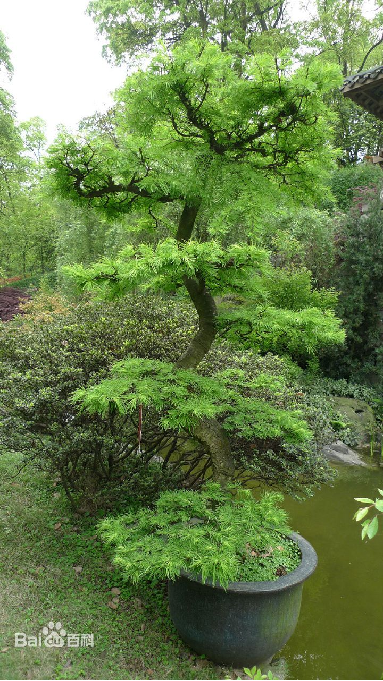 常见的10种裸子植物（生活中的裸子植物大盘点）