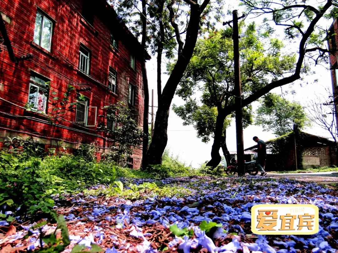 期待！宜宾职业技术学院要搬啦，拟选址南溪...