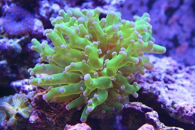 日本花費45億的造島計劃，卻被小小海星吃掉了