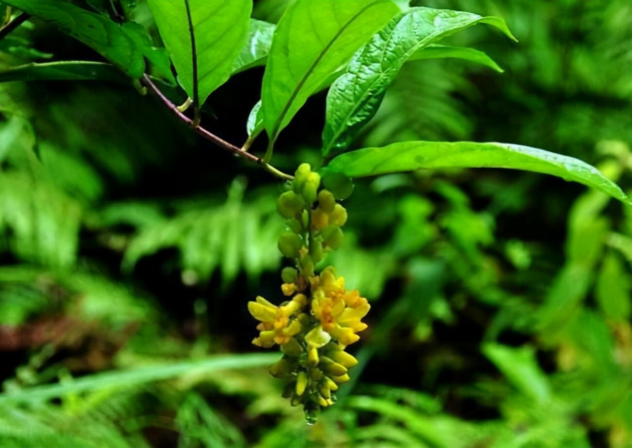 山中一种"观音花",黄花倒着开,民间看见就采,煲汤喝太补了