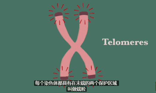 诺贝尔医学奖获得者透露抗衰老的秘诀：这样做轻松GET年轻态