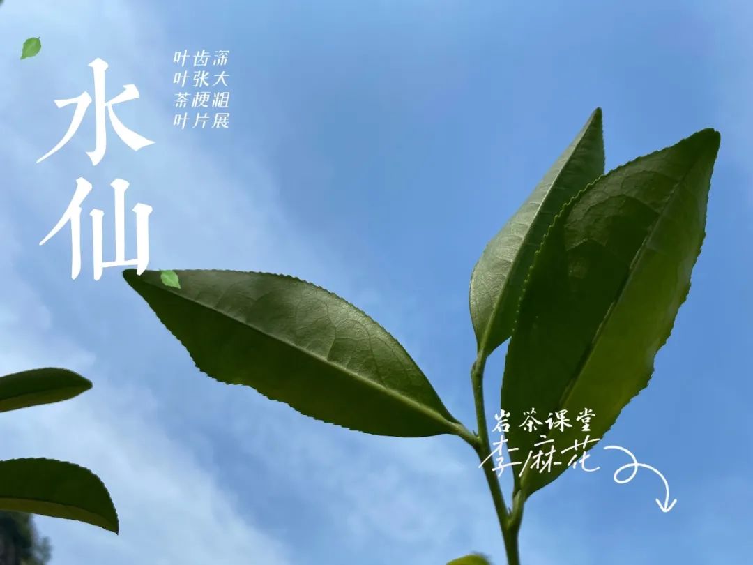 都是乌龙茶，老丛水仙与凤凰单丛有什么区别，你能说中几个？