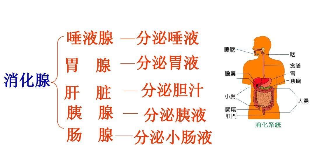 水蛭如果被人不小心吃进肚子里，它在人的肚子里还可以活吗？